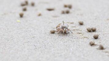 Ghost crab moving across sandy beach video