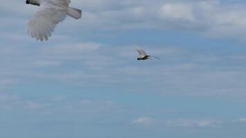 Aerial view of sulphur-crested cockatoos flying gracefully against a cloudy sky in Port Douglas, Australia. Captured with smooth camera movement video