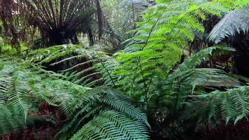 Green ferns in a dense rainforest video
