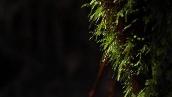 Close up of moss on tree in rainforest video