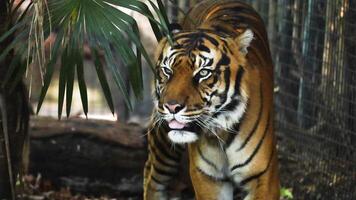A tiger walking through its enclosure video