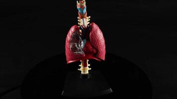Rotating anatomical model of heart and lung video