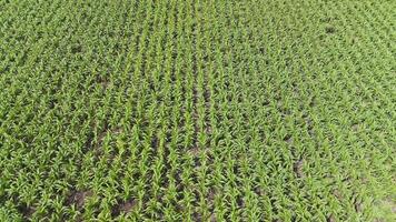 Drone flyover of sugar cane and corn fields video