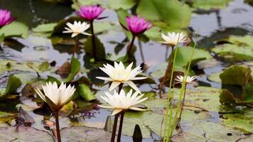 Vibrant lotus flowers bloom in a tranquil pond, surrounded by lush green leaves under natural daylight video
