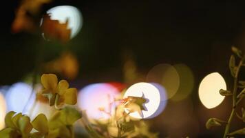 Abstract of flowers with bokeh lights, creating a serene and dreamy nighttime atmosphere video