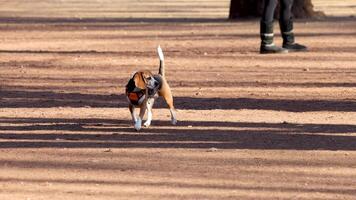 Dog running and catching a ball in park video