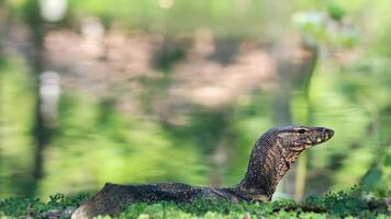 Monitor lizard moving through lush park environment video