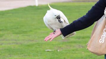 A cockatoo interacts with a person's hand video