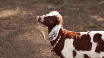 Goat with collar chews and looks around. video