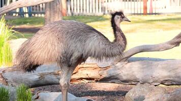 An ostrich moves around its enclosure video