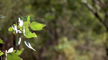 Close-up of a flowering branch swaying slightly video
