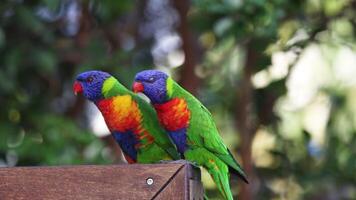 Two vibrant parrots engage and preen on a wooden perch. video