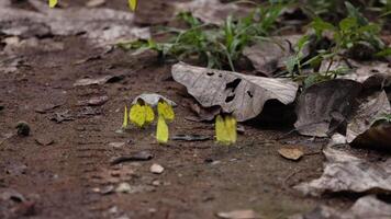 Butterflies taking flight from their cocoons on ground. video
