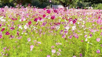 Vibrant pink cosmos flowers sway in the breeze video