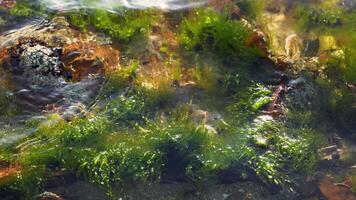Seaweed swaying underwater near rocky surface video