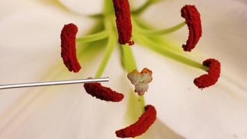 Close-up of lily flower stamen and pistil with a needle interacting, highlighting pollination structures in detail video