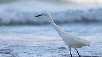 White egret walking and hunting on beach video