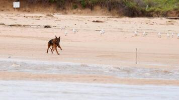 German Shepherd runs energetically along a sandy beach, surrounded by seagulls under natural daylight video