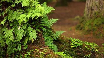 Lush green ferns in a forest setting video