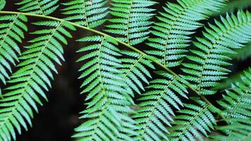 Close up of green fern leaves in rainforest video