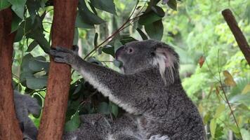 Koala interacts with tree in natural habitat video