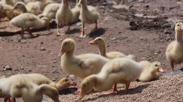 Ducklings walking in line on a farm video