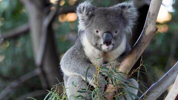 Koala munching on eucalyptus leaves in Melbourne zoo video