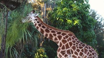 Giraffe feeding on plants in a zoo video