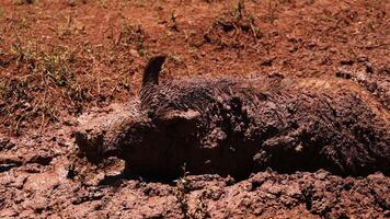 Pig rises from mud bath and shakes itself clean video