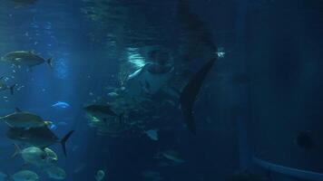 Aquatic ballet of fish in a large aquarium, Japan video
