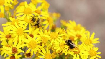 Bee collecting nectar from little yellow flowers video
