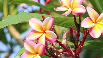 Lizard navigating through colorful plumeria flowers. video