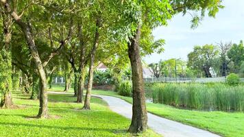 Peaceful trees lining a golf course path video