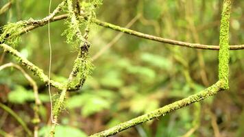 Moss-covered branches in a lush forest setting, captured with natural lighting and a focus on texture and detail video