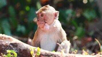 A monkey curiously watches its surroundings video