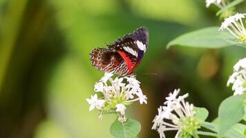 A butterfly flutters around white flowers in a lush, tropical setting with vibrant colors and natural lighting video
