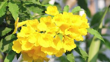 Vibrant yellow flowers gently swaying in breeze video