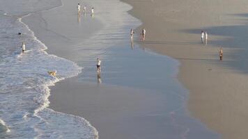 Aerial footage captures people and dogs enjoying a sunny day on Gold Coast beach, with gentle waves and soft lighting video