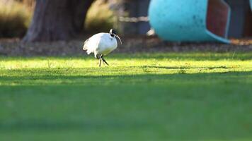 Ibis walking on grass at Melbourne video