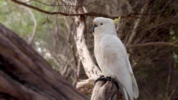 Cockatoo perched on a tree branch video