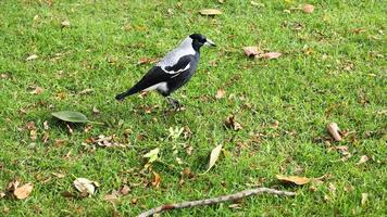 Magpie walking on grass in Melbourne, Australia video