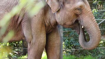 Elephant eating in a zoo enclosure video