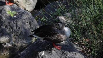 A duck awakens and strolls across rocky terrain. video