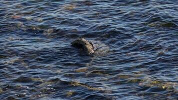 Dog retrieves ball from the sea video