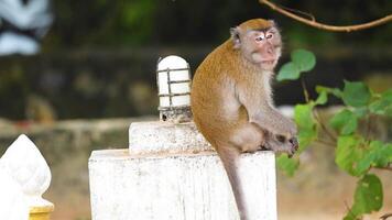 Monkey sits and interacts with passing human video