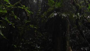 A serene journey through a foggy, dense rainforest video