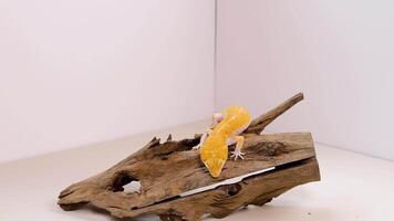 A vibrant yellow leopard gecko explores driftwood in a simple, well-lit environment with soft shadows video