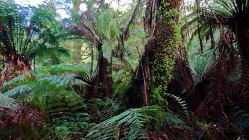 Greenery and towering trees in rainforest video