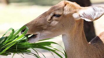 Antelope eating grass at Chonburi zoo enclosure video