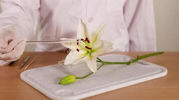 A scientist in a lab coat examines a lily flower using a glass rod on a table under bright lighting video